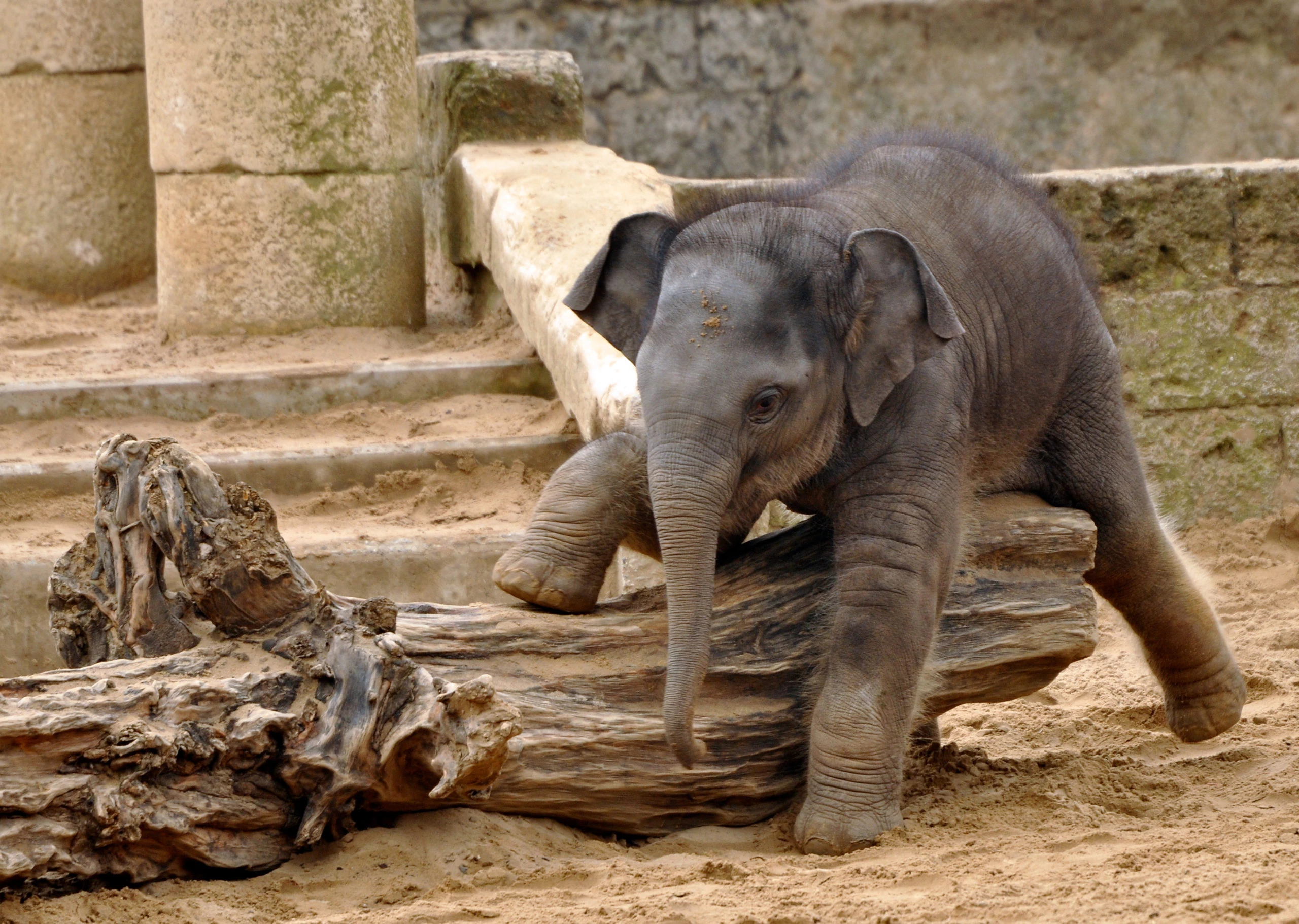 Junger Elefant liegt auf einem Baumstamm im Erlebnis Zoo Hannover
